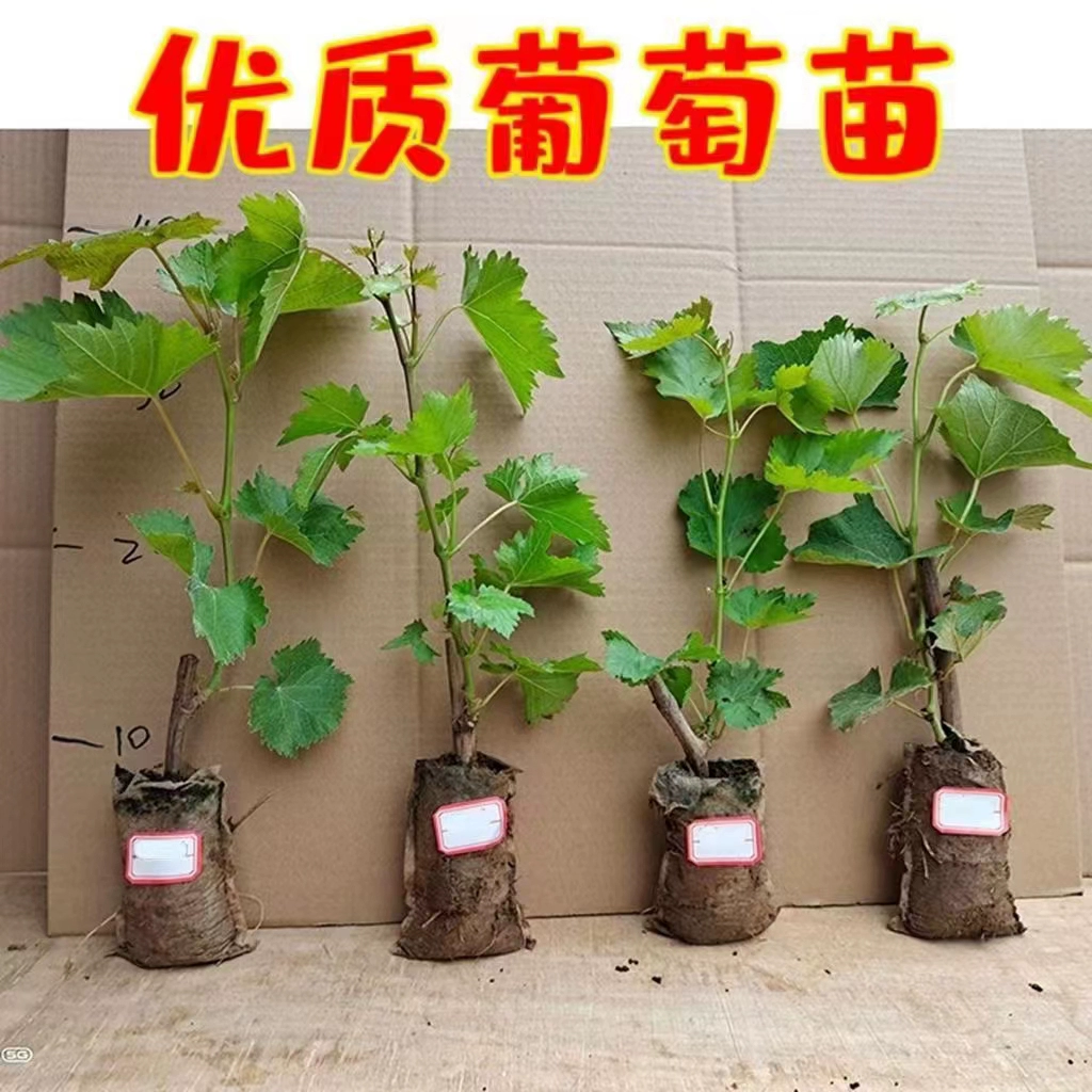 Виноградные саженцы в горшках, выращенные в грунте виноградные саженцы, виноградные саженцы, вьющиеся виноградные лозы, садовые фруктовые саженцы, посаженные на юге и севере.