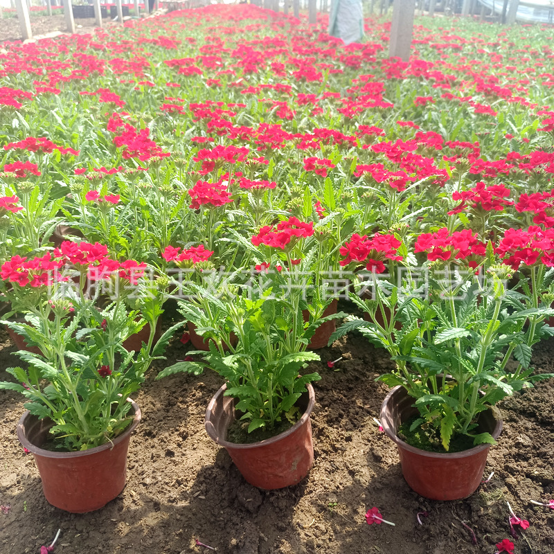 965fef09-304a-4d68-946f-7edf5b