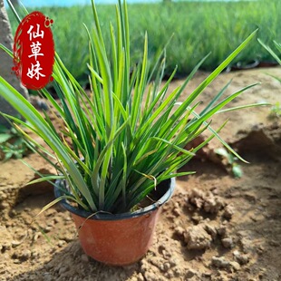 Purple Grass Cup Seedling Base Wholesale Perennial Grass Flower Ground Cover Purple Grass Seedling Park Road Greening Yaza