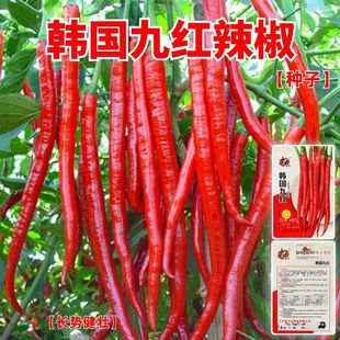 �n���żt�����N�Ӽtɫ�L�l�����N���r�����߲˽���@�̨���Դ�Z