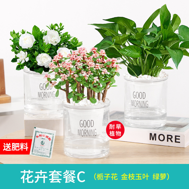 뜨거운 판매 꽃 3 화분 치자나무 + 황금 가지와 옥 잎 + 포토스 + 무료 비료 비 꽃 돌