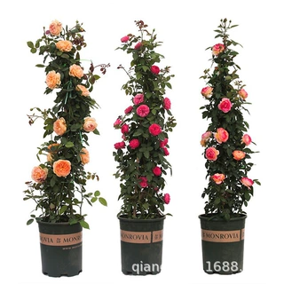 藤本月季大苗爬藤月季花拱门别墅庭院花卉植物多花蔷薇苗龙沙宝石