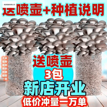 ��ᘹ��Nֲ�����y���Nֲ����ĥ�þ��N���U���Nֲ����ͥ�Nֲ���羳