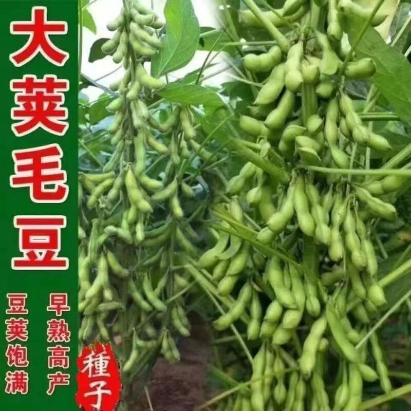 Early-Maturing Edamame Seeds, Emerald Green, Medium-Late-Maturing, Large Green Edamame, Not Just Beans, but a Variety of Types