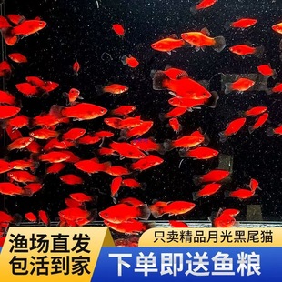 ��β�¹��~���欔���^�p�~���B�ͻ����ֺ��B̥���~����С�~�ɷ�ֳ