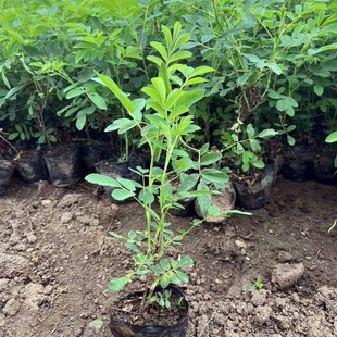 �༾��÷�I�B���� �ļ���÷ ��÷������ �S��õС�� �ͺ���÷