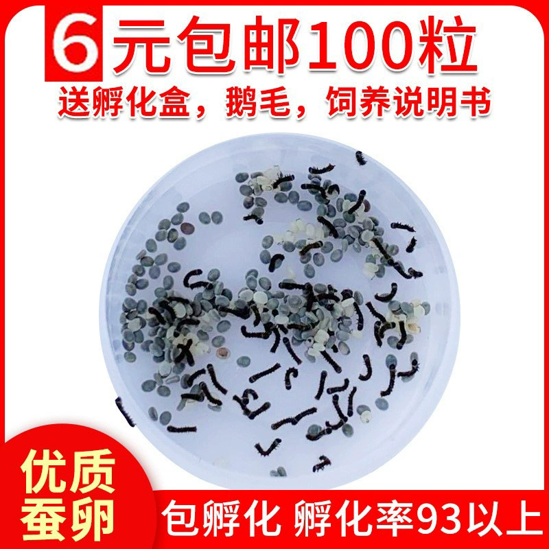 Детские яйца шелкопряда Детские живые яйца шелкопряда Весна Яйца шелкопряда Семена шелкопряда Доставка инкубационные коробки Доставка гусиные волосы Свежие листья тутового дерева