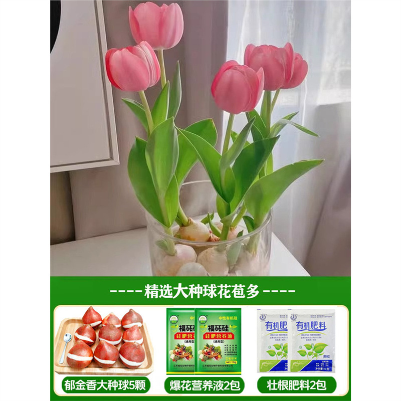 A10 wangshan tulip 3 large balls + nutrient solution + fertilizer