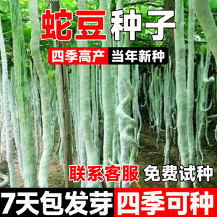 �߹ϷN���߶��ǷN�ش����L�߶��ļ����������r����@��ɫ�߲˷N��