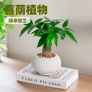 发财树小盆栽室内植物水培客厅招财摆件新款花卉绿植盆景好养易活