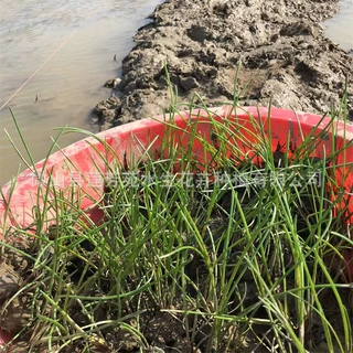 荸荠种苗批发 耐寒荸荠种子 水培荸荠苗 湿地绿化