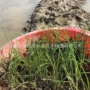 绿化耐寒湿地水培种苗
