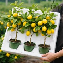 ˮʘԎ͏dGֲֲֲ̨҃ļB҃