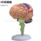 4D拼裝腦 可拆卸 人體大腦模型大腦解剖腦血管動脈神經科教學