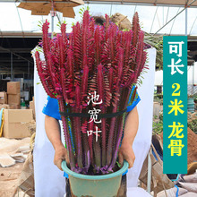 巴西龙骨植物玉麒麟盆栽客厅办公室内四季好养活仙人掌大绿植花卉