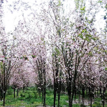 庭院造景植物别墅风景树基地批发园林海棠树苗西府海棠绿化树苗