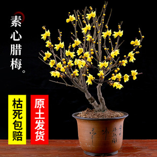 紅梅盆栽圖片- 海量高清紅梅盆栽圖片大全- 阿里巴巴