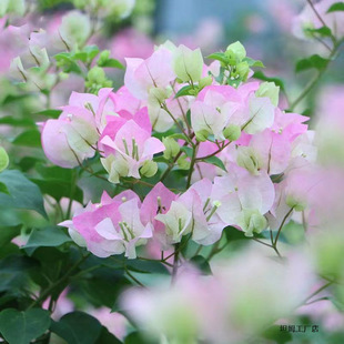 �ڻ��ذ�����÷���Ԏ���ͥԺ�����Ϙ������ļ��_���G�яS��ֱ���l