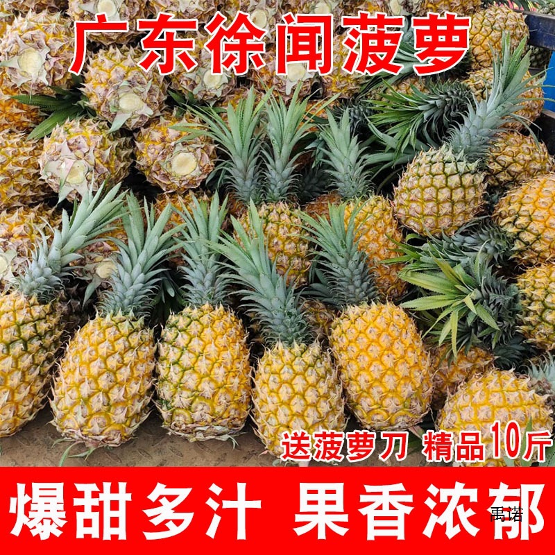 Hot selling Guangdong Xuwen pineapple fruit 10斤装 seasonal fragrant pineapple fresh pineapple Zhanjiang crispy small pineapple