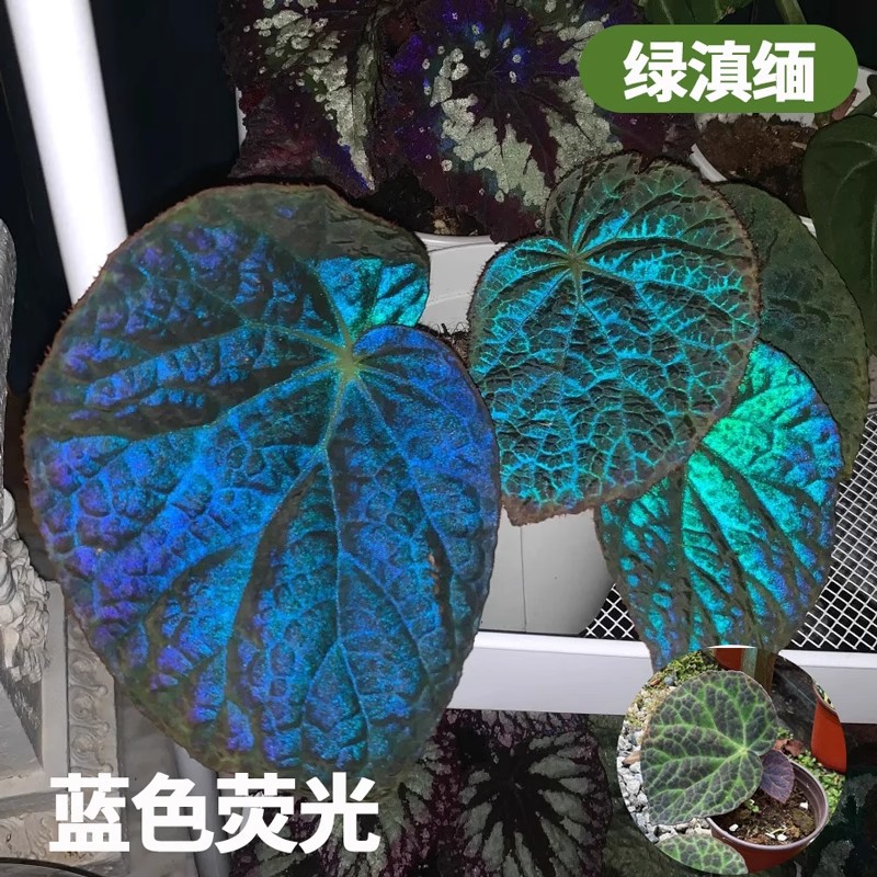 [blue fluorescence] green burma