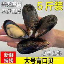 野生大青口贝鲜活特大海虹淡菜新鲜冷冻海鲜贻贝青口贝水产包邮