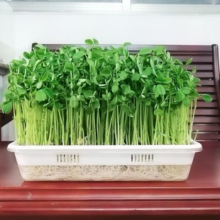 �¿�͸��ˮ��Nֲ�Pѿ��˷Nֲ�胺ͯ�^�쿴��Ҋ�����Lˮ���䶹ѿ