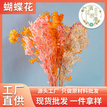 云南永生蝴蝶花迎客豆干花头花束成品diy材料蝴蝶兰过年 源头工厂