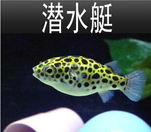 ��ˮͧ�����~���w�^�p�~�����~�İ��~�����~��������~