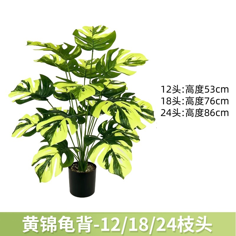 黄锦龟背 / 12叶高约63cm【不带黑盆】