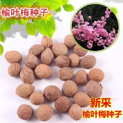 新采榆葉梅種子 大紅花 重瓣梅花樹榆梅小桃紅種籽榆葉鸾枝樹種子