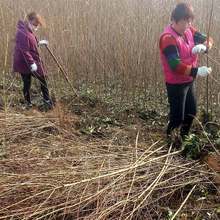 周口桃树苗基地 南阳毛桃苗 河南郑州占地毛桃树苗 新郑桃树批发