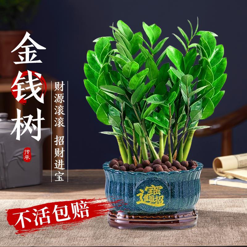 Money Tree Saplings, Flower Pots, Living Room Small Money Tree Money Strings, Easy to Grow Large Green Plants, Indoor Plants
