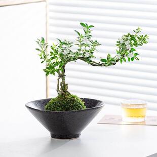 ̦�\������ѩ�辰С����ˮ��ֲ��Gֲ�҃Ⱥ��B�k������ʽ�U������