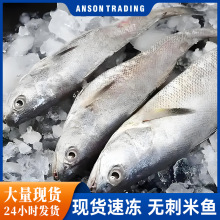 新鲜深海野生米鱼冷冻鳘鱼冰鲜鲜活速冻鳘鱼新鲜鱼海捕大鳘鱼米鱼