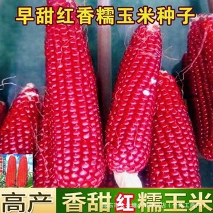 �tŴ���׷N������Ŵ�t��Ŵ�ļ����N�t��Ŵ���׷N��