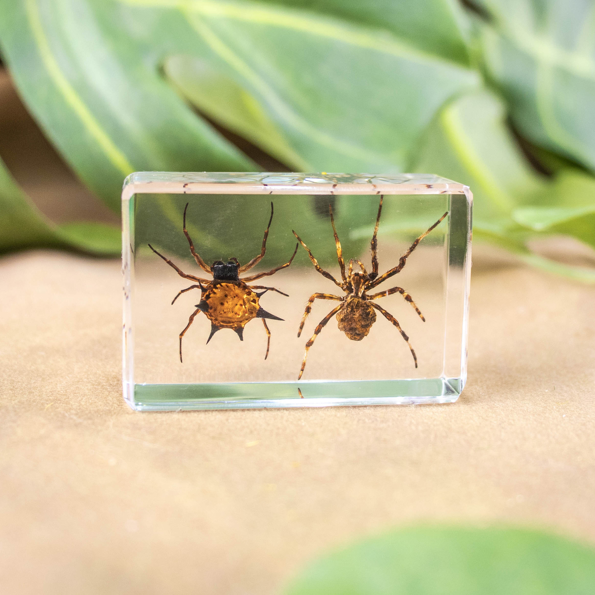 두 종류의 거미