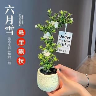 Bonsai with June Snow, Small Potted Bonsai, Old Stump Cliff Tea Table Desktop Ornament, Green Plant Flower, Easy to Care for in the Living Room