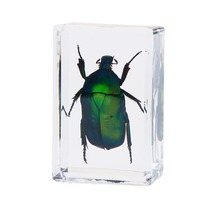 厂家批发真实昆虫标本虫子琥珀透明树脂教学观察盒蜘蛛金龟子蝎子