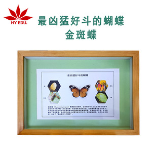 Insect Monarch Butterfly Specimen Real Insect Display Recognize Nature Clear and Complete Red Leaf Teaching Instrument