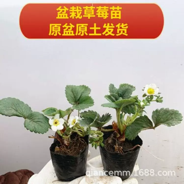 草莓苗 奶油草莓种植 四季结果盆栽庭院阳台室内地栽草莓秧杯苗