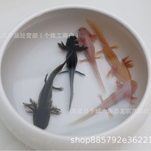 网红六角恐龙鱼淡水冷水鱼观赏鱼好养宠物鱼