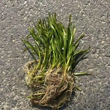 ˮ��ֲ�����ļ�������~�~�װ����ͺ��͸ߜ��Bֳ�~�rз�������