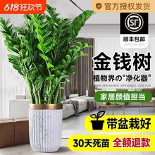 金钱树盆栽客厅大花盆办公室内旺宅树大型绿植物大棵开业乔迁送礼