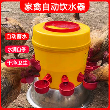 家禽喂食器鸡鸭鹅饮水喂料喝水碗喂鸡全自动饮水器下料新款批发