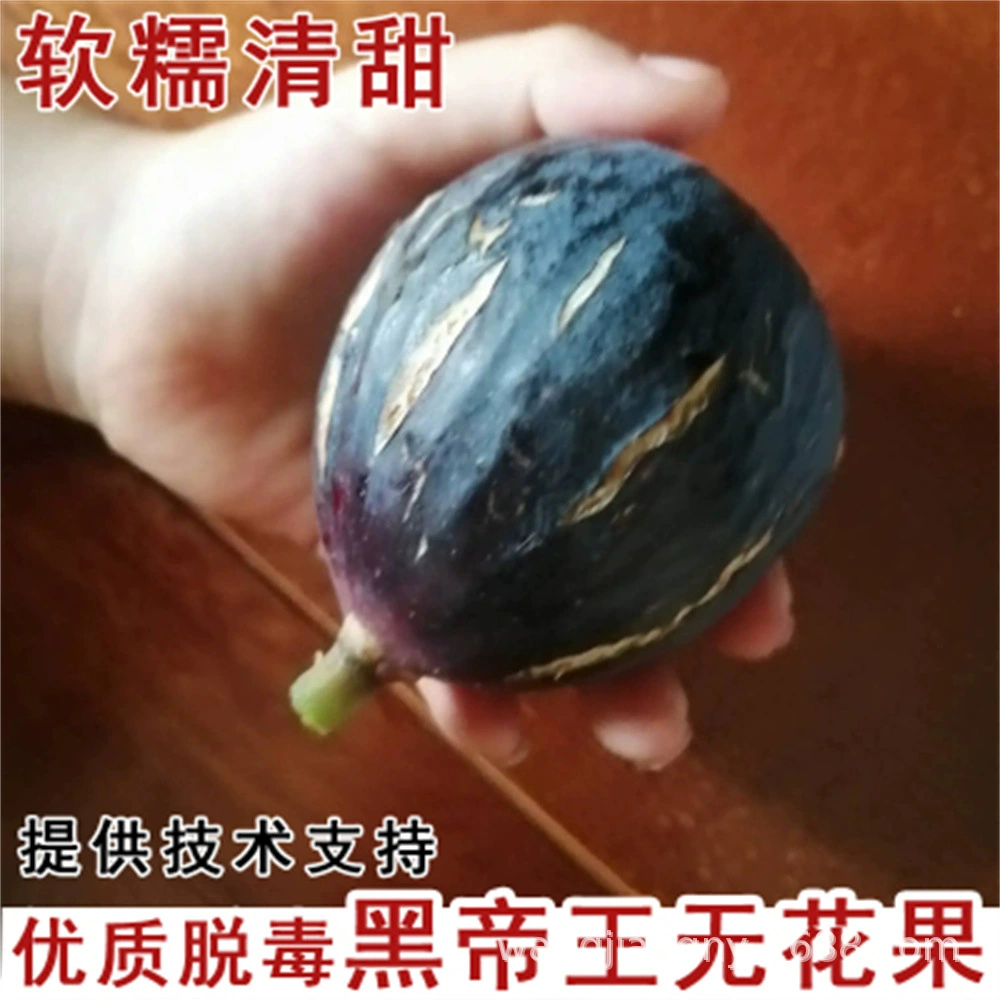 Delarina Fig Рассада Толстая Сладкая горшечная морозостойкая Южная и Северная Посадка Плодовые саженцы плодовых деревьев года