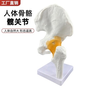 �������y�P��ģ�� �tș�̌W�������w�t�W�þ�ģ��