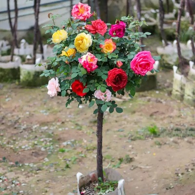 月季树批发树桩月季庭院地栽盆栽观花植物高杆棒棒糖灌木月季树桩