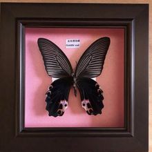 蝴蝶标本相框生日礼物真凤蝶未展翅原蝶立体画