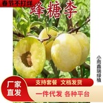 蜂糖李子树苗嫁接特大脱骨青脆庭院种黄金正宗三华果树李子树苗