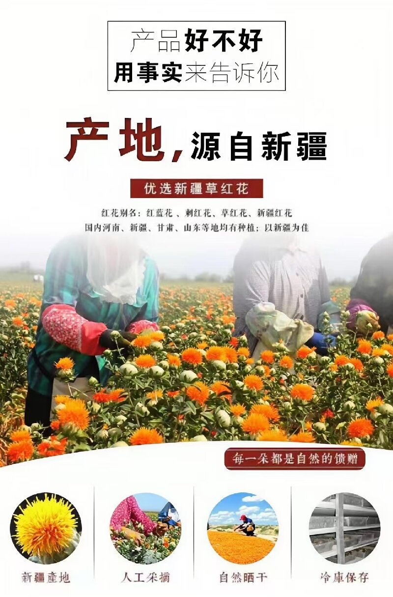 Safflower (Carthamus tinctorius) — Xinjiang Dried Hong Hua for Tea, Wine & Foot Soak overview